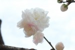 20160404　ゲンペイモモ源平桃-ヤグチモモ矢口桃の花が咲き始めました-2